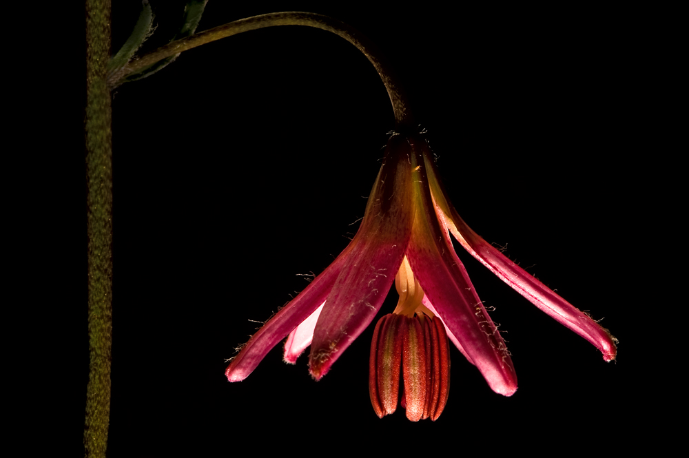 Image of Lilium pilosiusculum specimen.