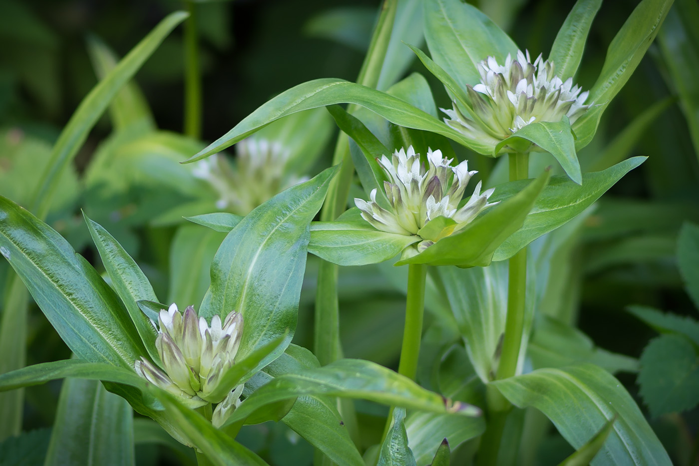 Изображение особи Gentiana cruciata.