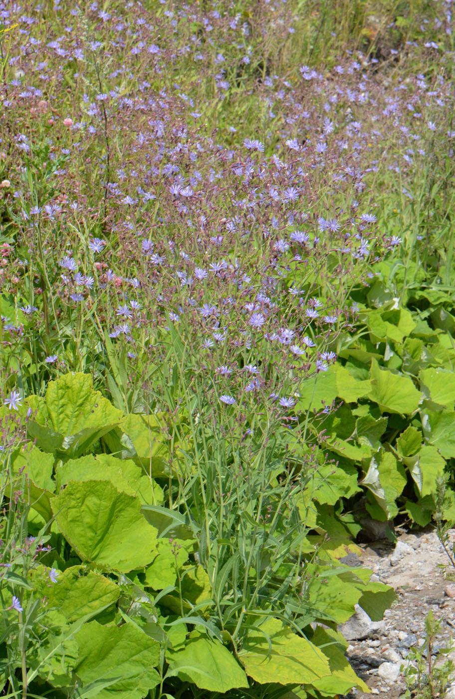 Image of Lactuca tatarica specimen.