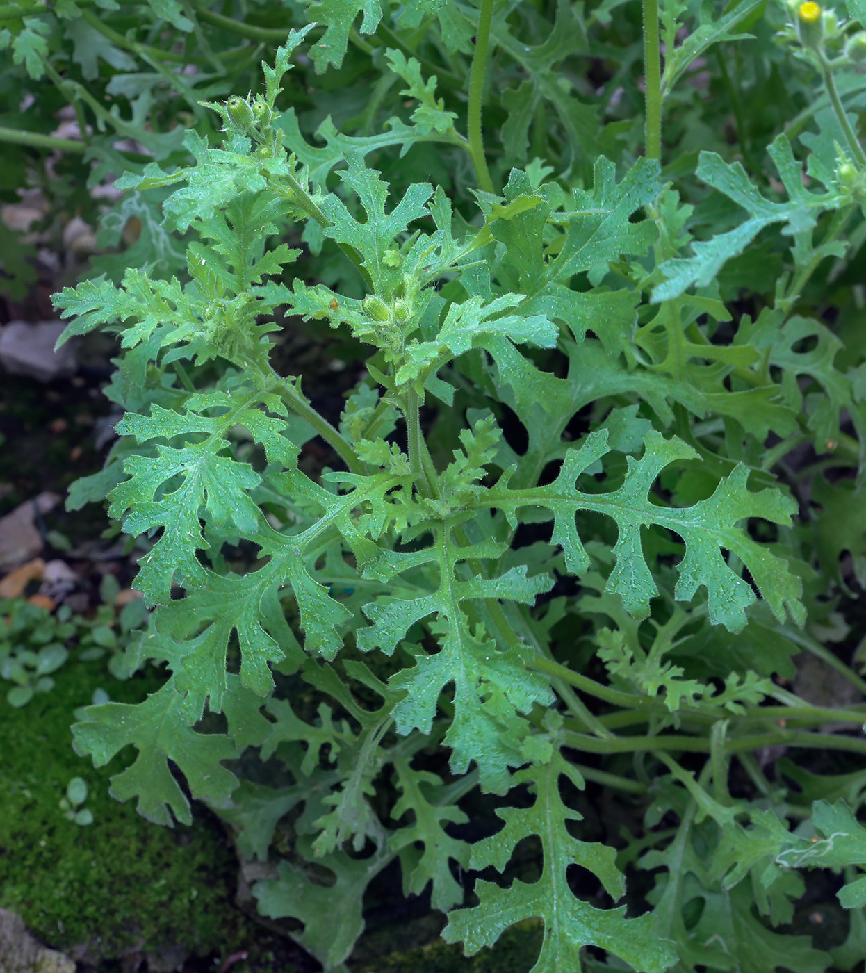 Image of Senecio viscosus specimen.