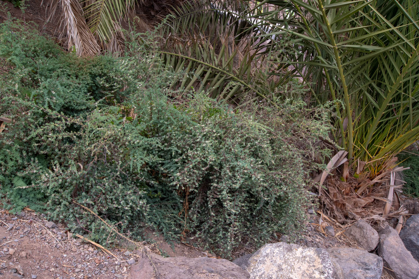 Image of Maireana brevifolia specimen.