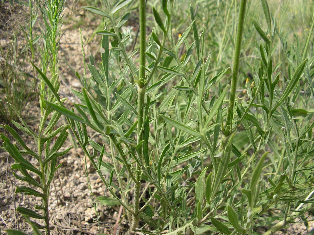 Изображение особи Cephalaria uralensis.