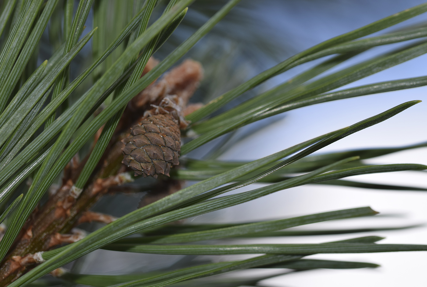 Изображение особи Pinus uncinata.