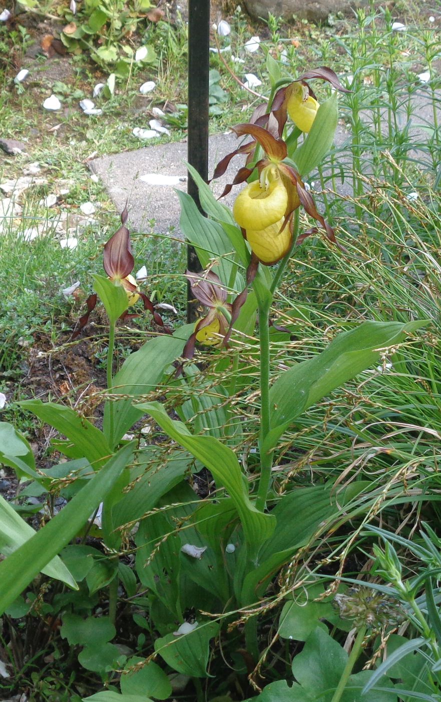 Image of Cypripedium calceolus specimen.