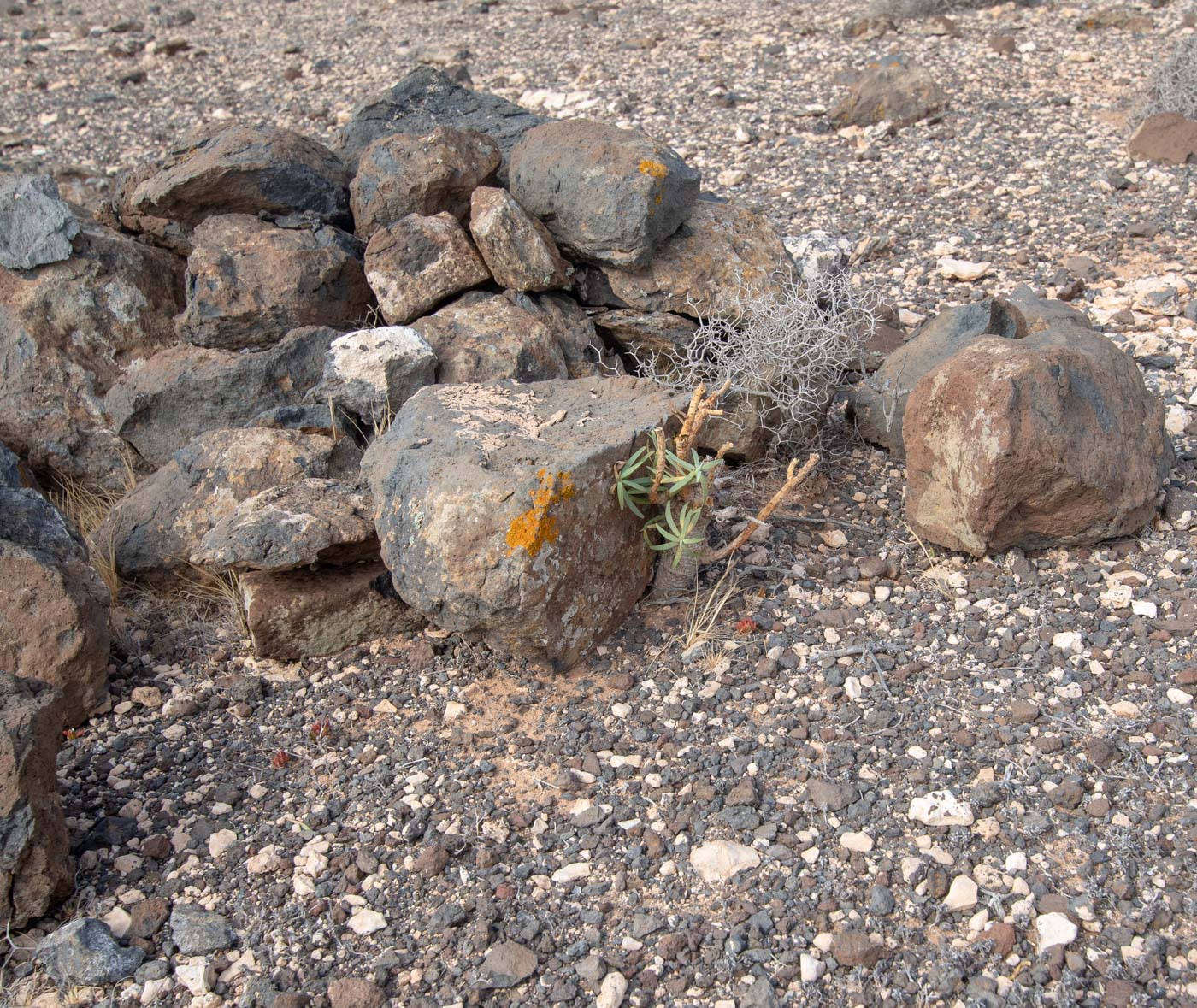 Image of Euphorbia regis-jubae specimen.