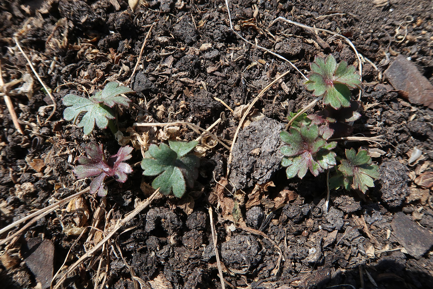 Image of Delphinium cheilanthum specimen.