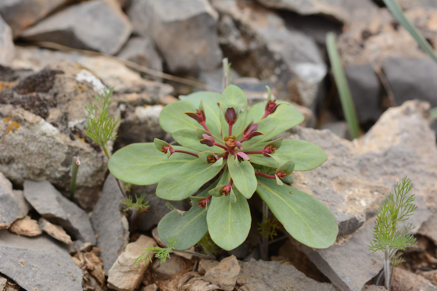 Изображение особи Euphorbia rapulum.