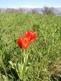 Tulipa greigii