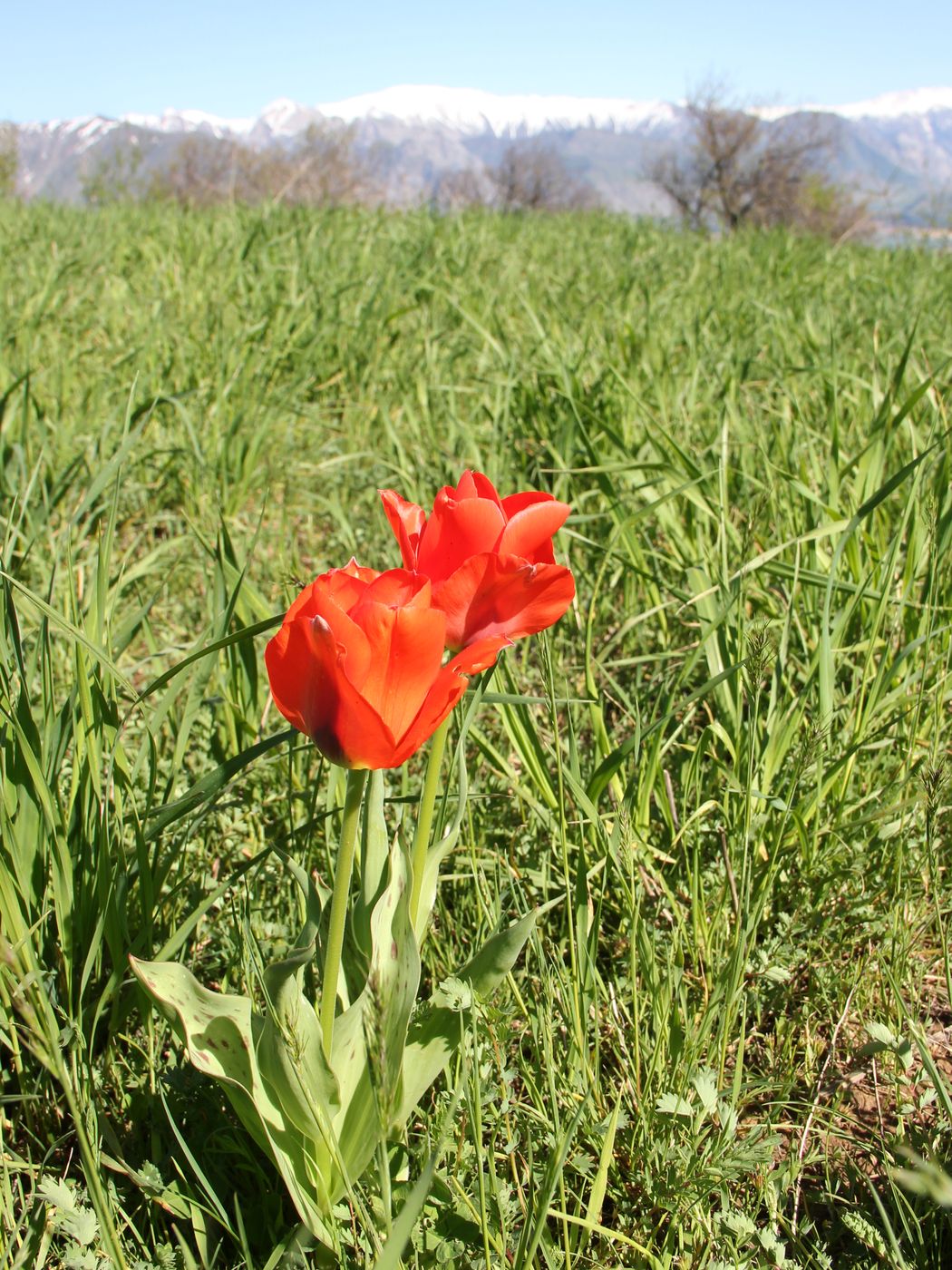 Image of Tulipa greigii specimen.