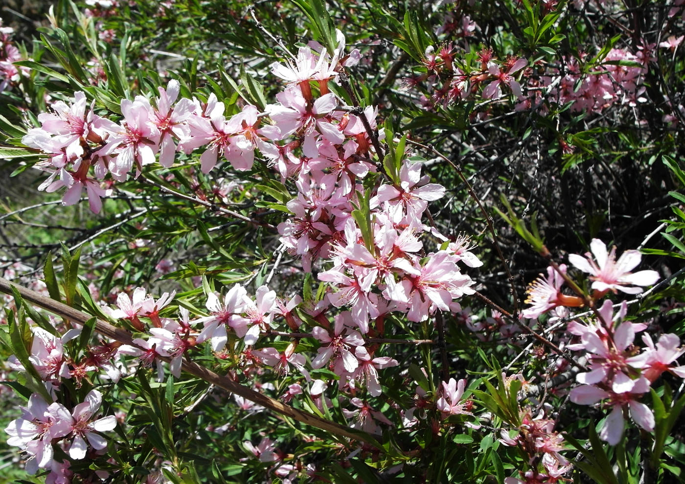 Image of Amygdalus nana specimen.