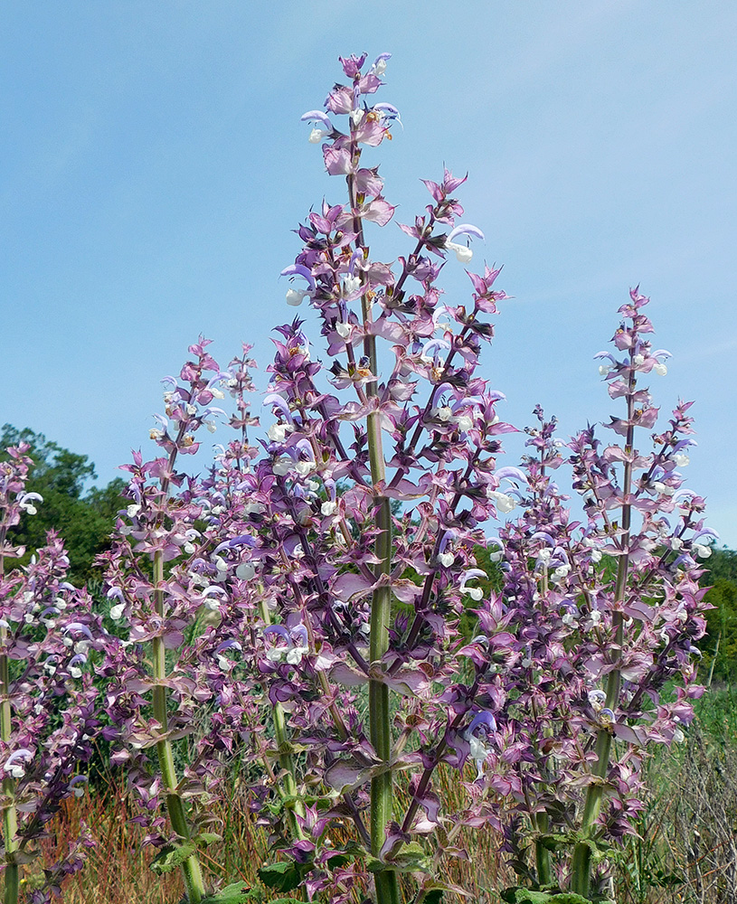 Image of Salvia sclarea specimen.