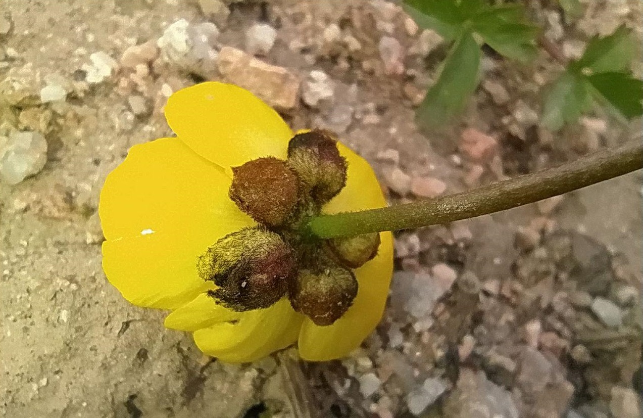 Изображение особи Ranunculus rufosepalus.