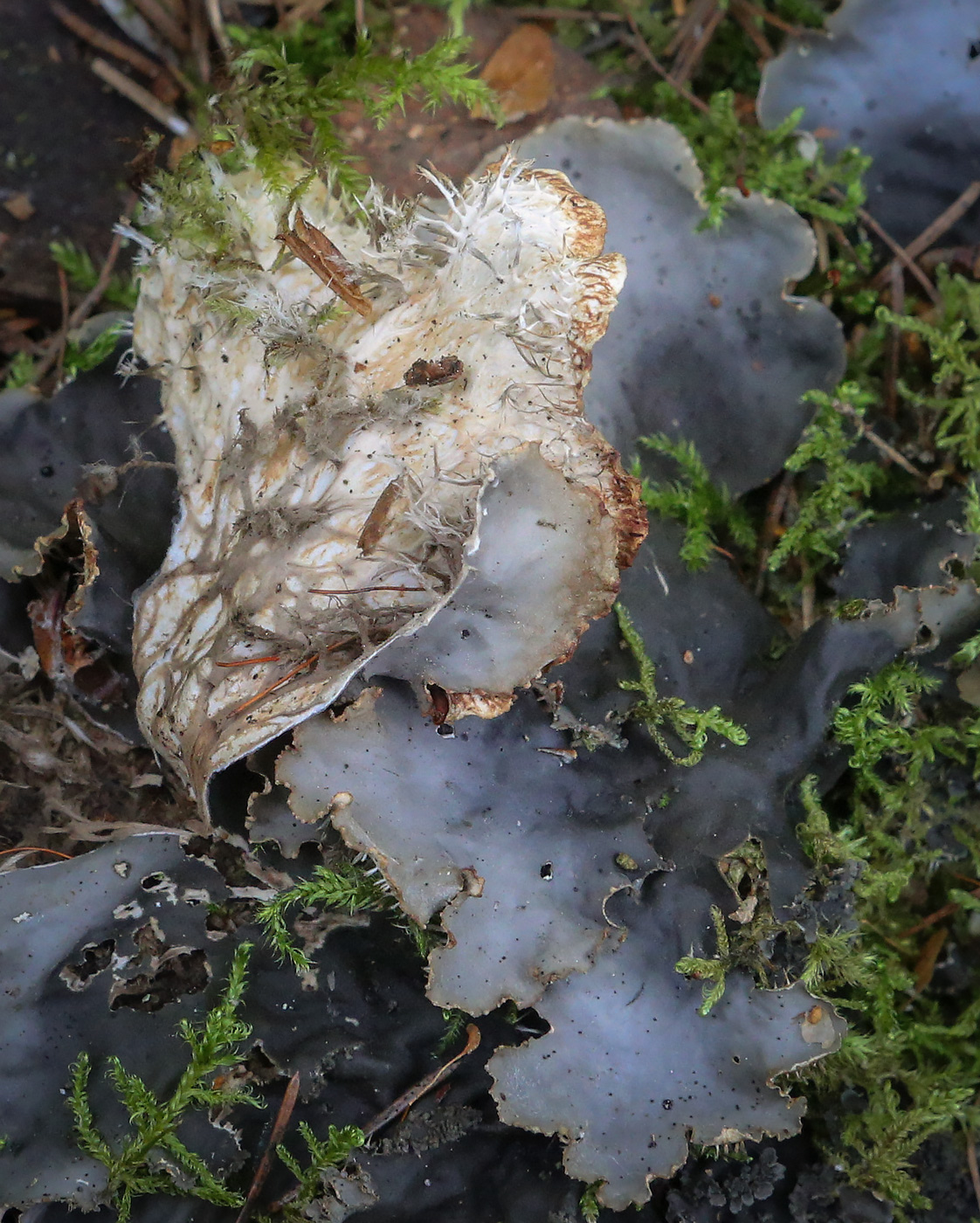 Image of genus Peltigera specimen.