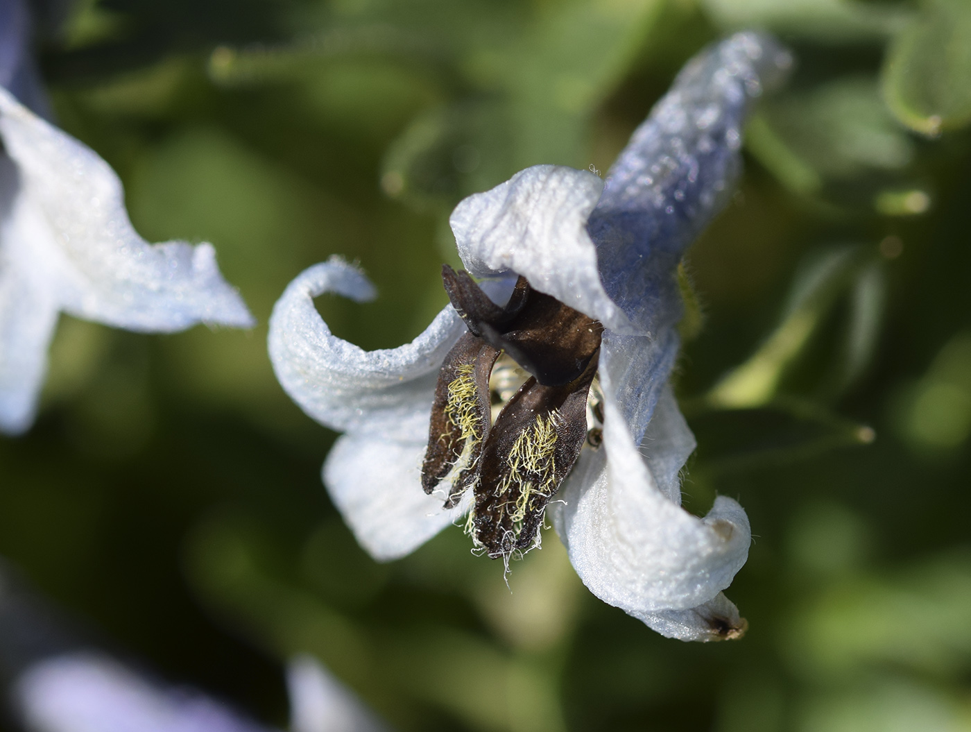 Изображение особи Delphinium montanum.