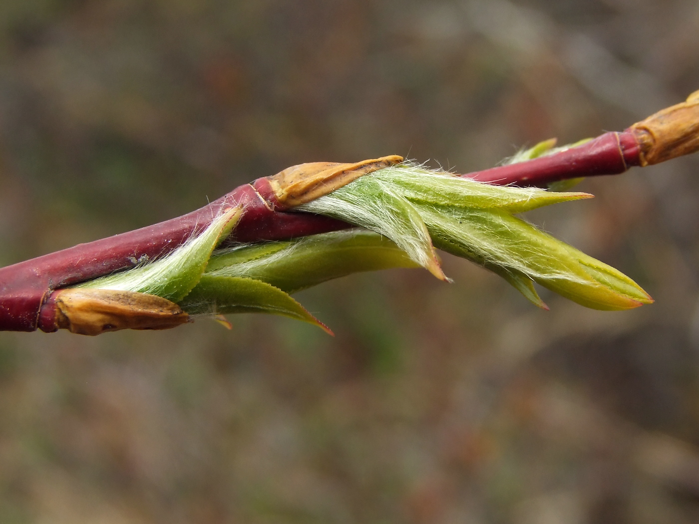 Изображение особи Salix rorida.