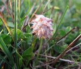 Trifolium fragiferum