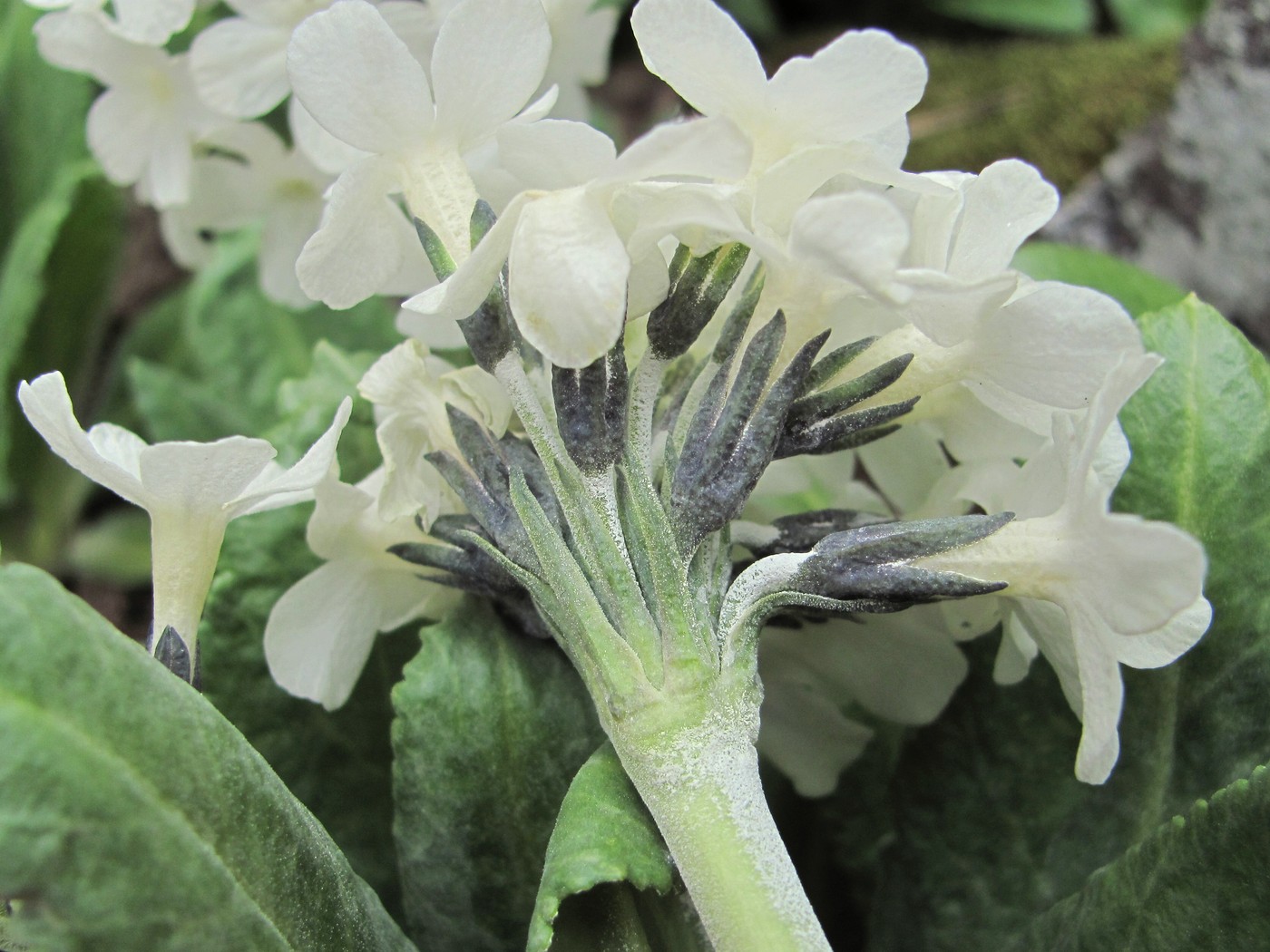 Image of Primula bayernii specimen.