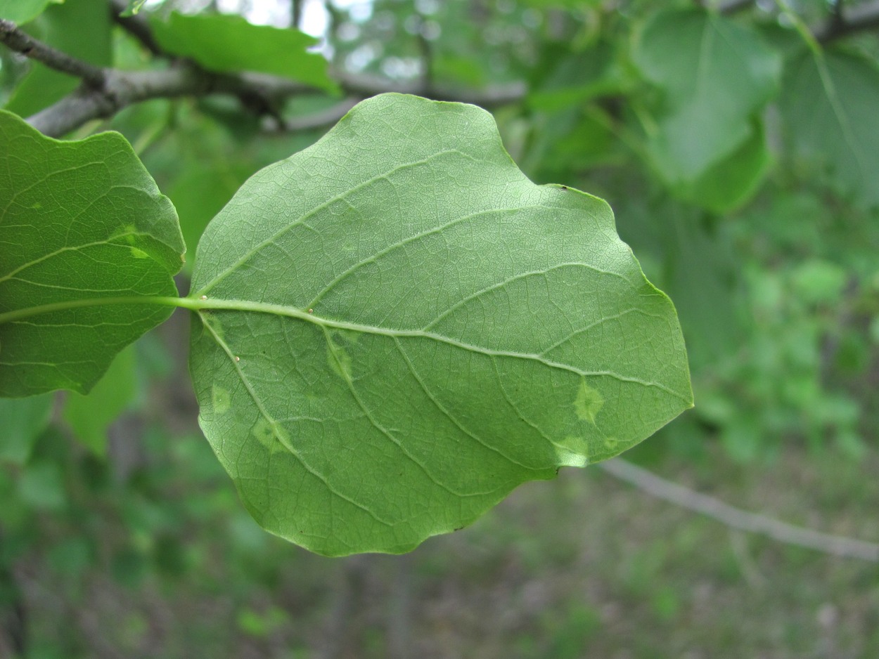 Image of Populus tremula specimen.