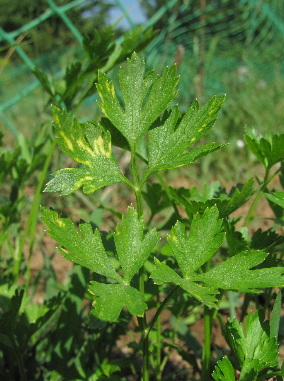 Image of Petroselinum crispum specimen.