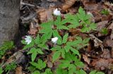 Anemone altaica