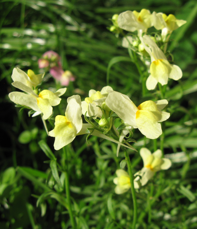 Изображение особи Linaria incarnata.