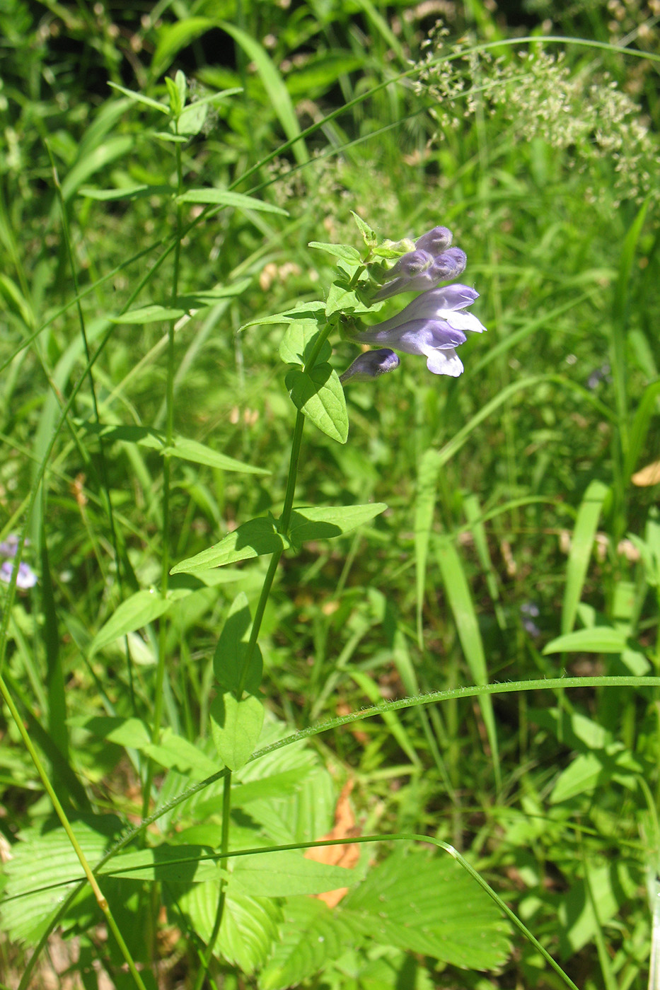 Image of Scutellaria hastifolia specimen.