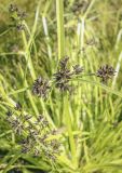 Cyperus fuscus. Верхушка плодоносящего побега. Пермский край, г. Пермь, Кировский р-н, дер. Оборино, акватория кооператива \"Якорь\", прибрежный сырой луг. 08.08.2021.