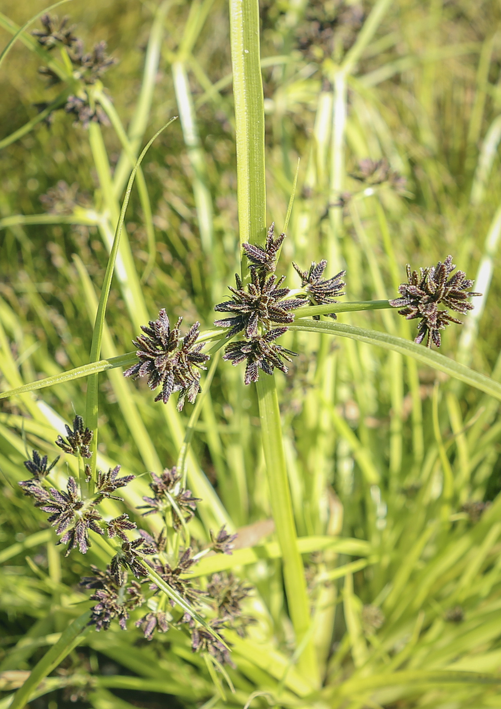 Image of Cyperus fuscus specimen.