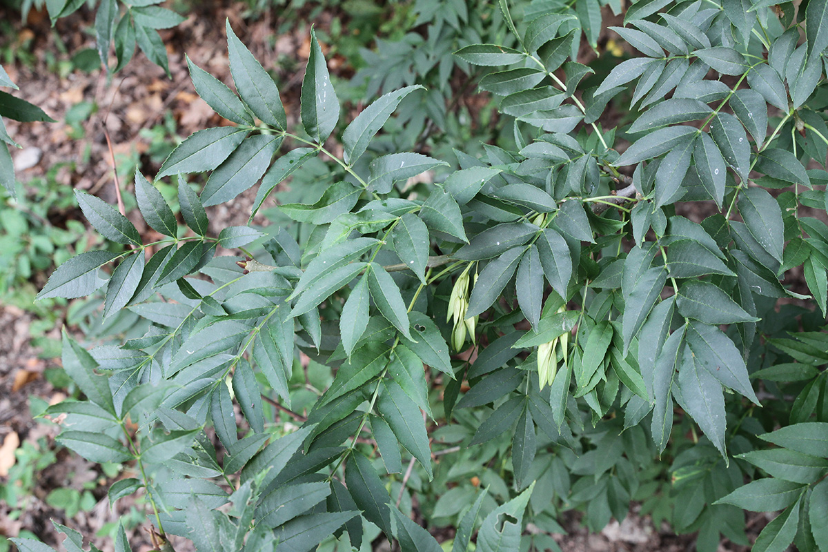 Image of genus Fraxinus specimen.