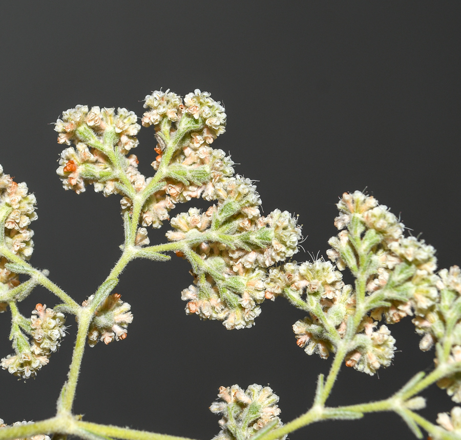 Изображение особи Eriogonum giganteum.