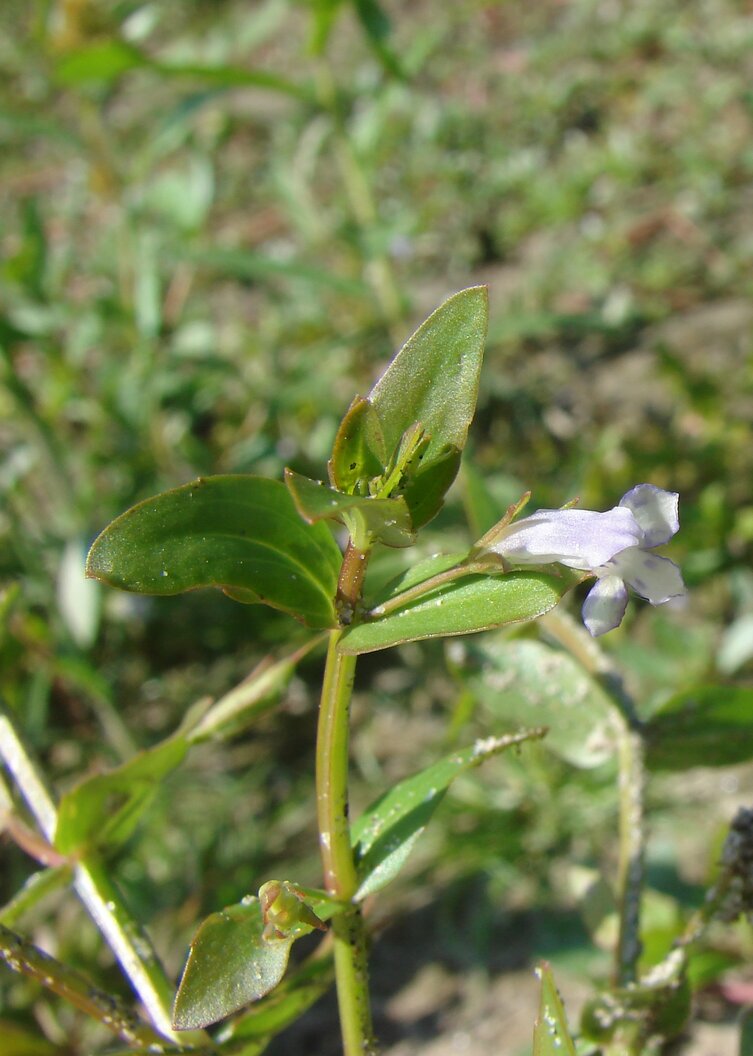 Изображение особи Lindernia dubia.