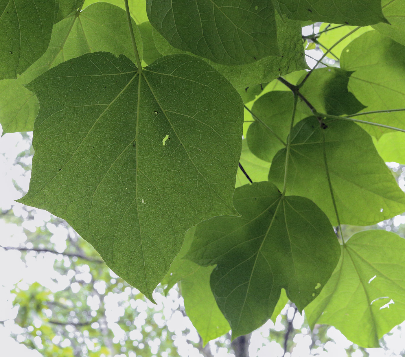 Image of Catalpa ovata specimen.