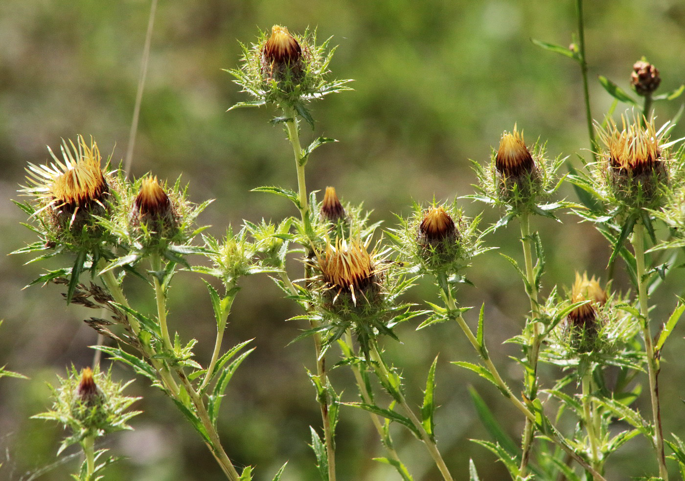 Image of Carlina biebersteinii specimen.