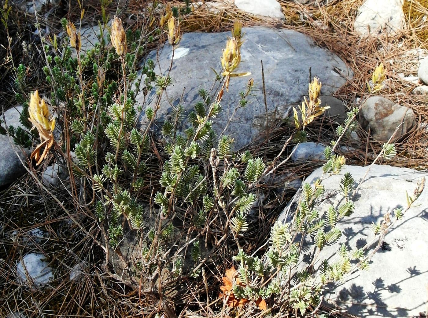 Image of Thymbra spicata specimen.