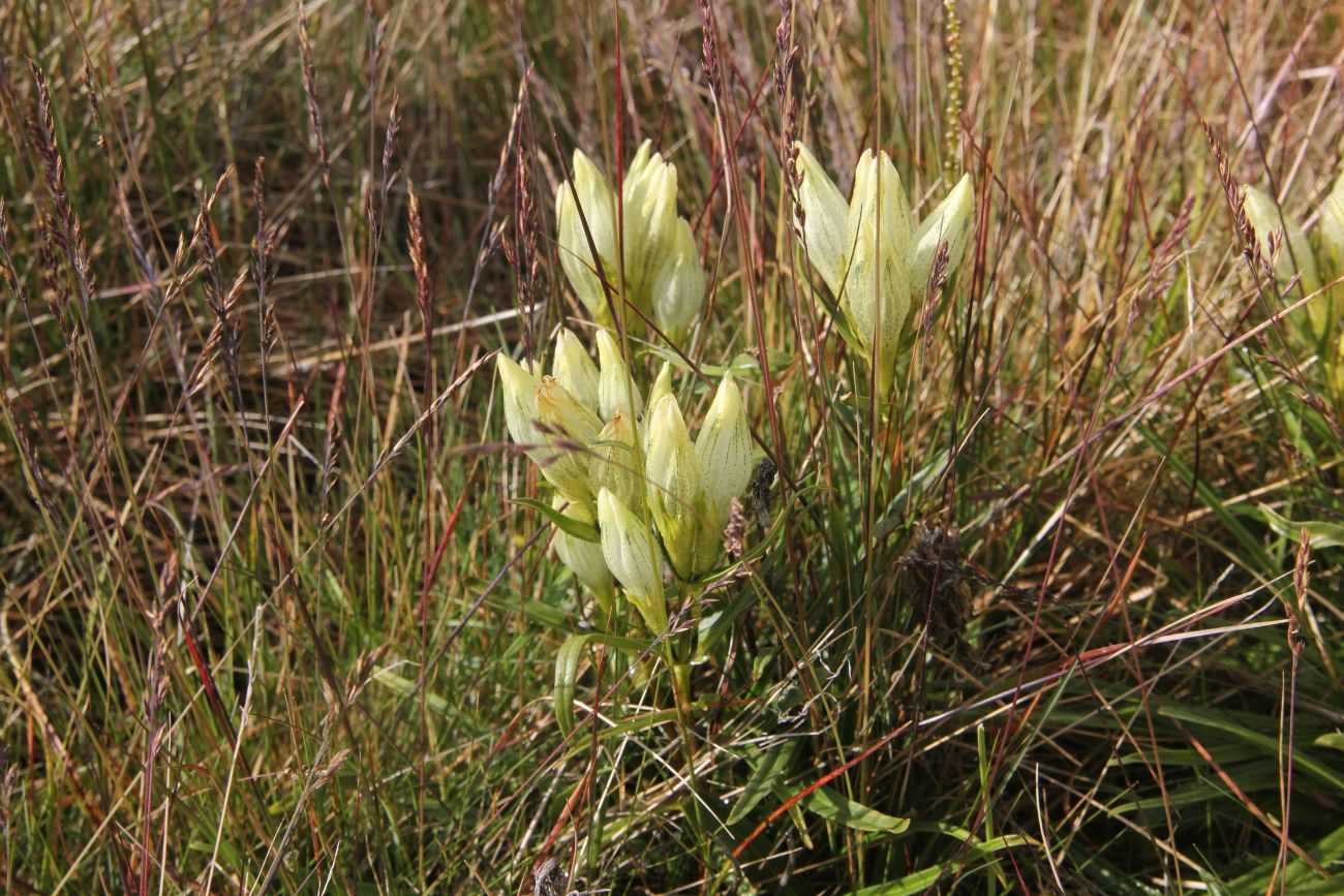 Image of Gentiana algida specimen.