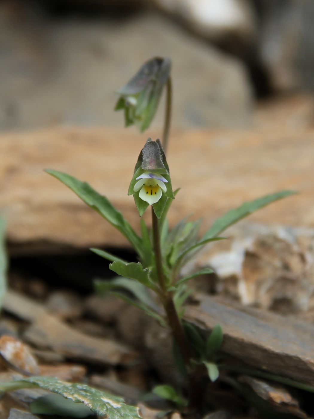 Изображение особи Viola occulta.