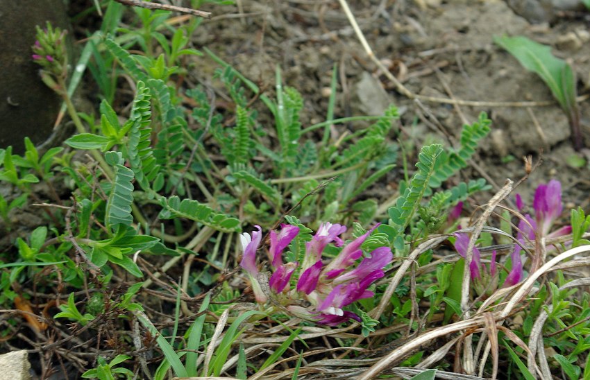 Image of Astragalus buschiorum specimen.