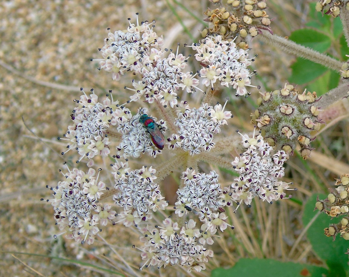 Изображение особи Glehnia litoralis.