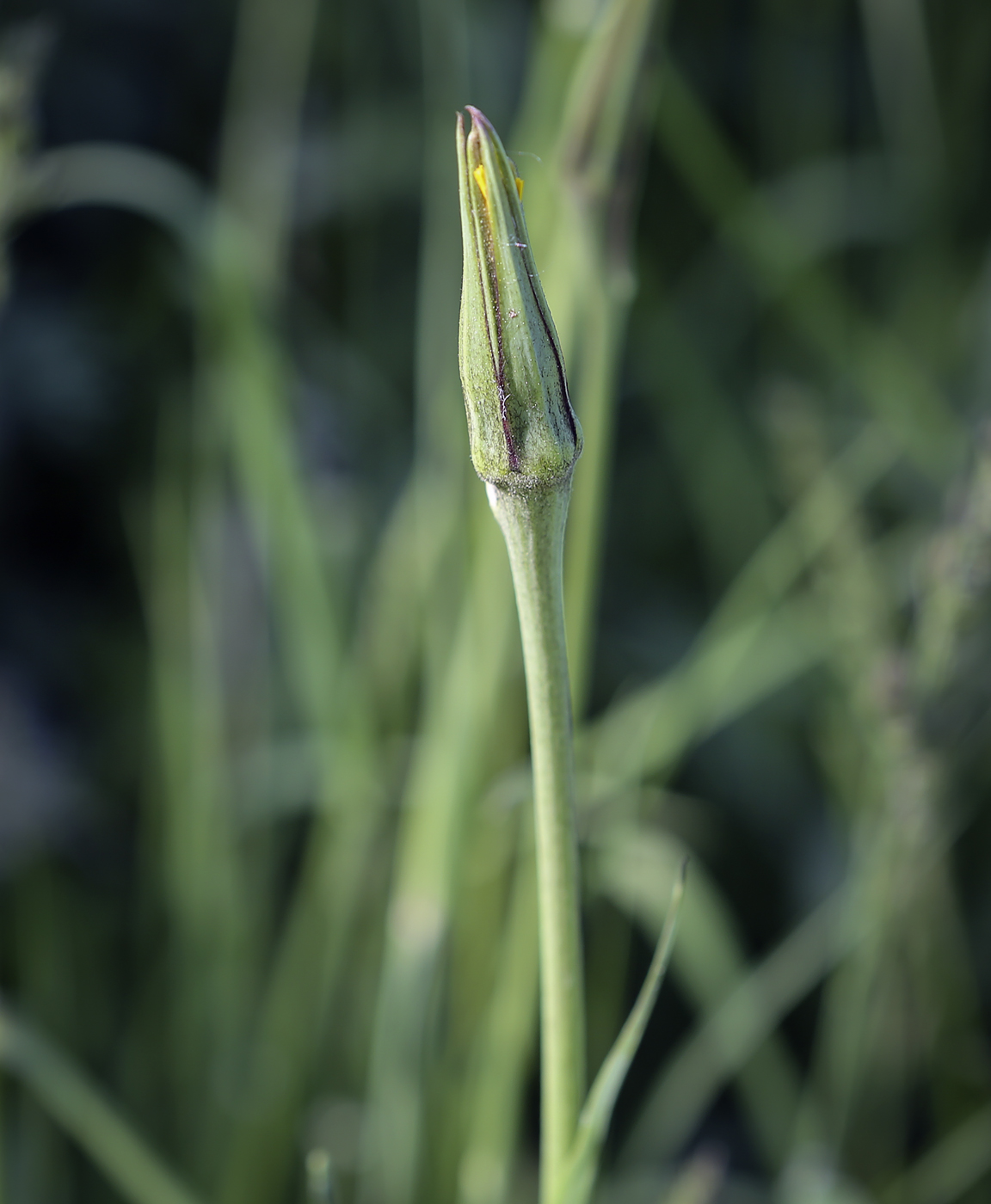 Изображение особи род Tragopogon.