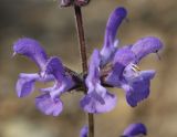 Salvia canescens variety daghestanica. Часть соцветия. Дагестан, Буйнакский р-н, окр. Чиркейского вдхр., глинистые обнажения. 27 мая 2022 г.