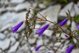 Campanula hohenackeri. Cоцветие. Чечня, Веденский р-н, берег оз. Кезенойам, ≈ 1800 м н.у.м., каменистый участок берега. 25.07.2022.