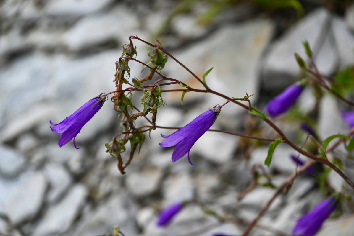 Изображение особи Campanula hohenackeri.