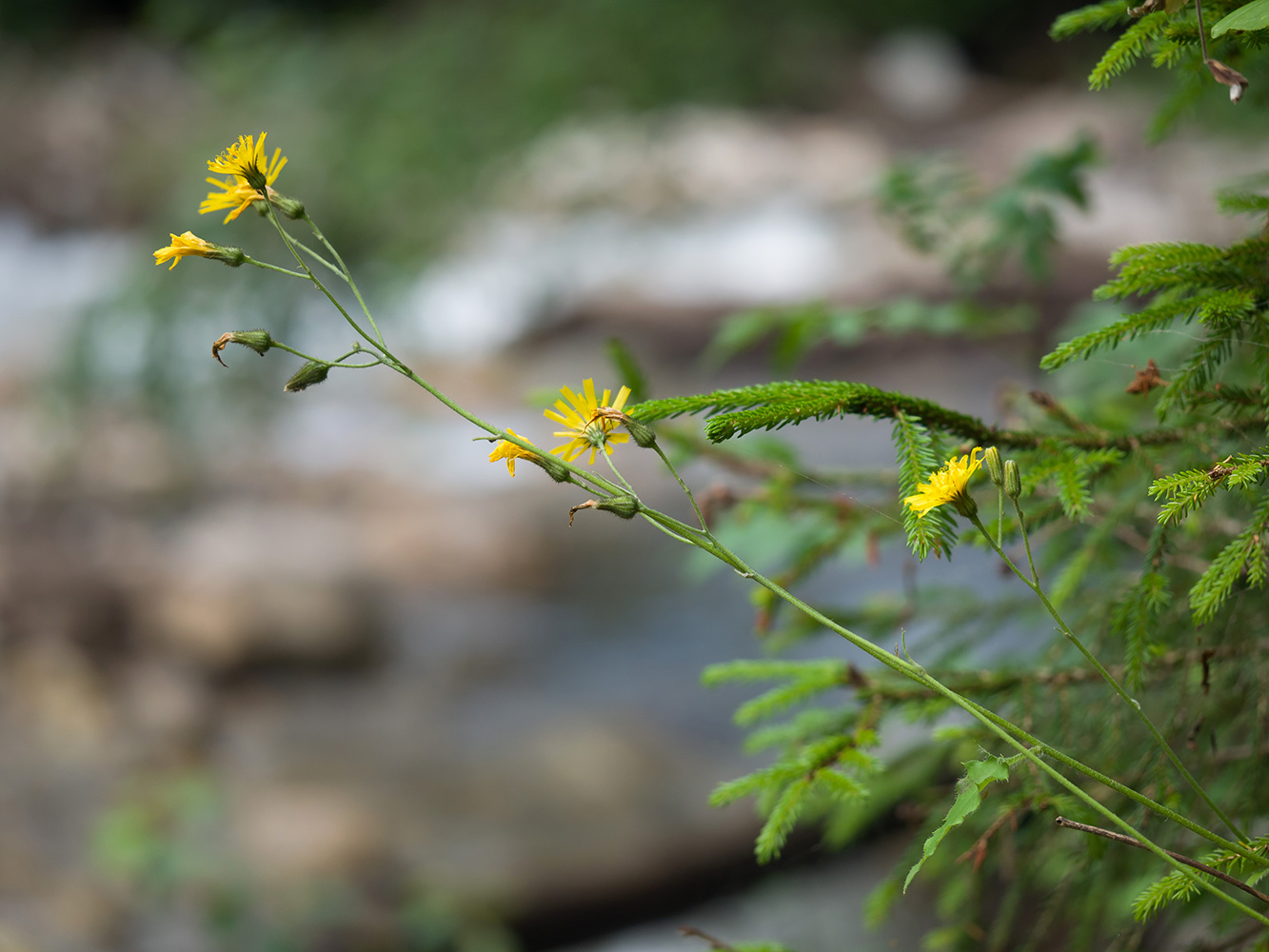 Image of genus Hieracium specimen.