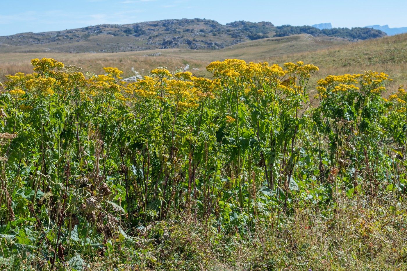 Изображение особи Senecio othonnae.