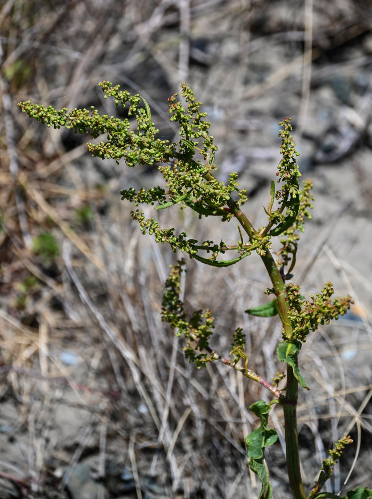 Image of Rumex aquaticus specimen.