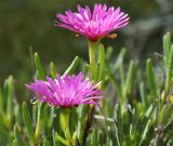 род Carpobrotus