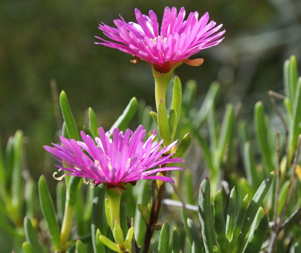 Изображение особи род Carpobrotus.