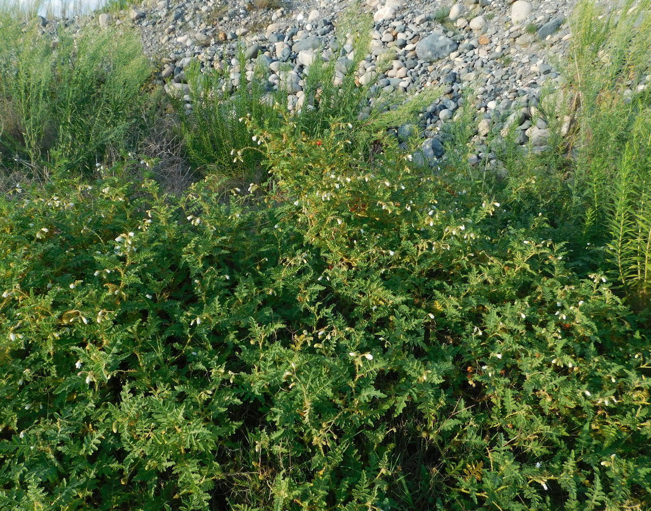 Image of Solanum carolinense specimen.