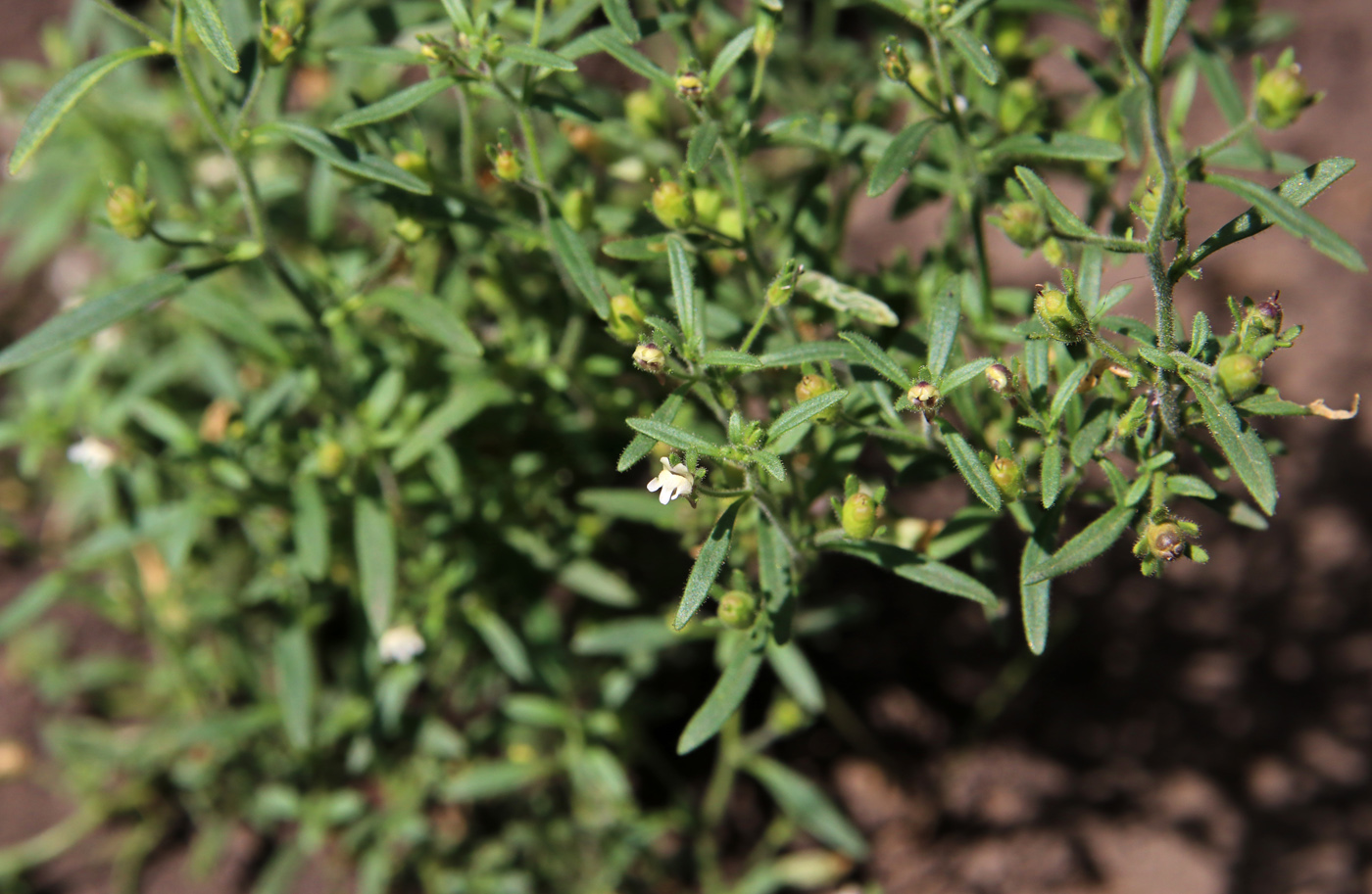 Image of Chaenorhinum minus specimen.