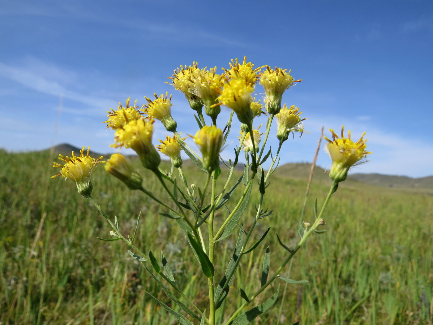 Image of Galatella biflora specimen.